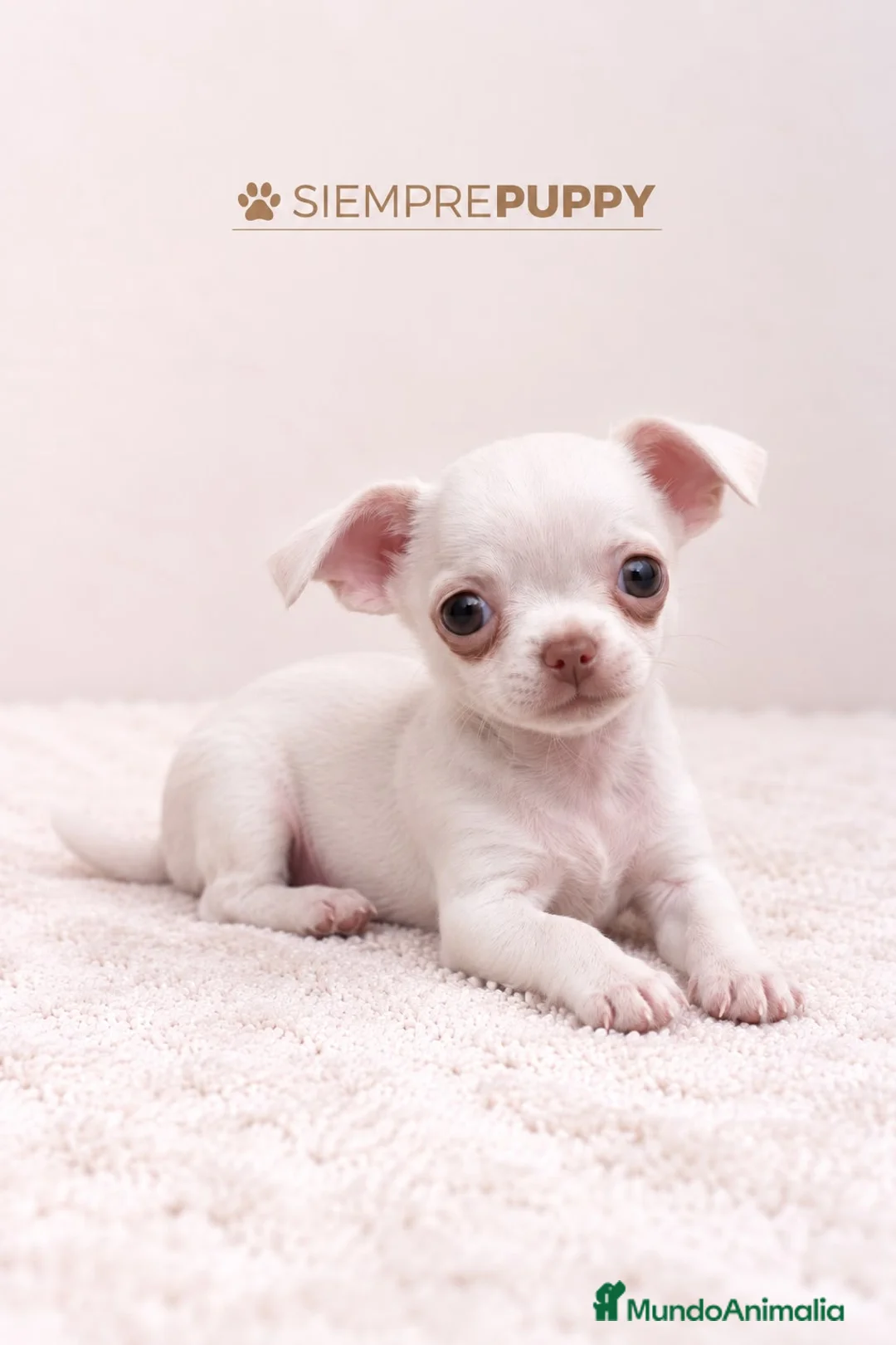 Chihuahua perros en venta: CHIHUAHUA MINI TOY - Anuncio 1