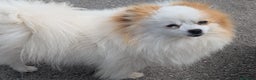 Pomerania perros en venta: Lulu pomerania toy - Anuncio 5