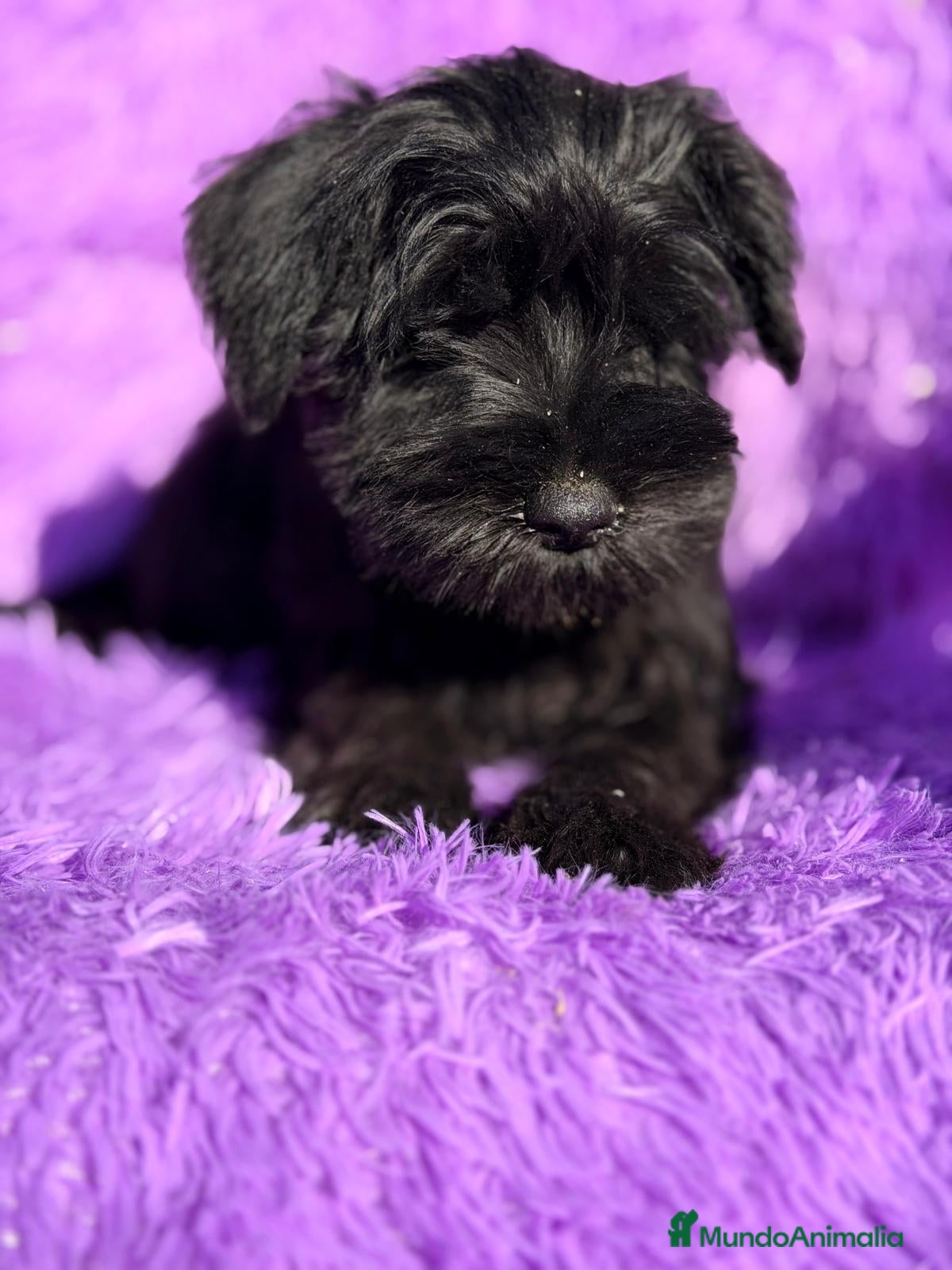 Schnauzer Miniatura perros SCHNAUZER MINIATURA NEGRO  - Anuncio 2