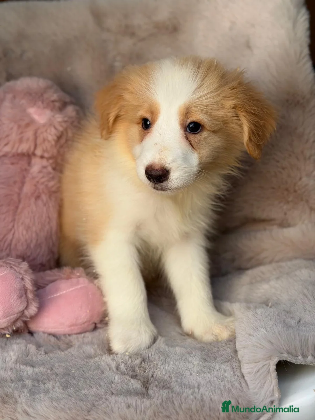Border Collie perros en venta: Camada Border collie  - Anuncio 3