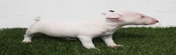 Bull Terrier perros en venta: Bull Terrier  - Anuncio 15