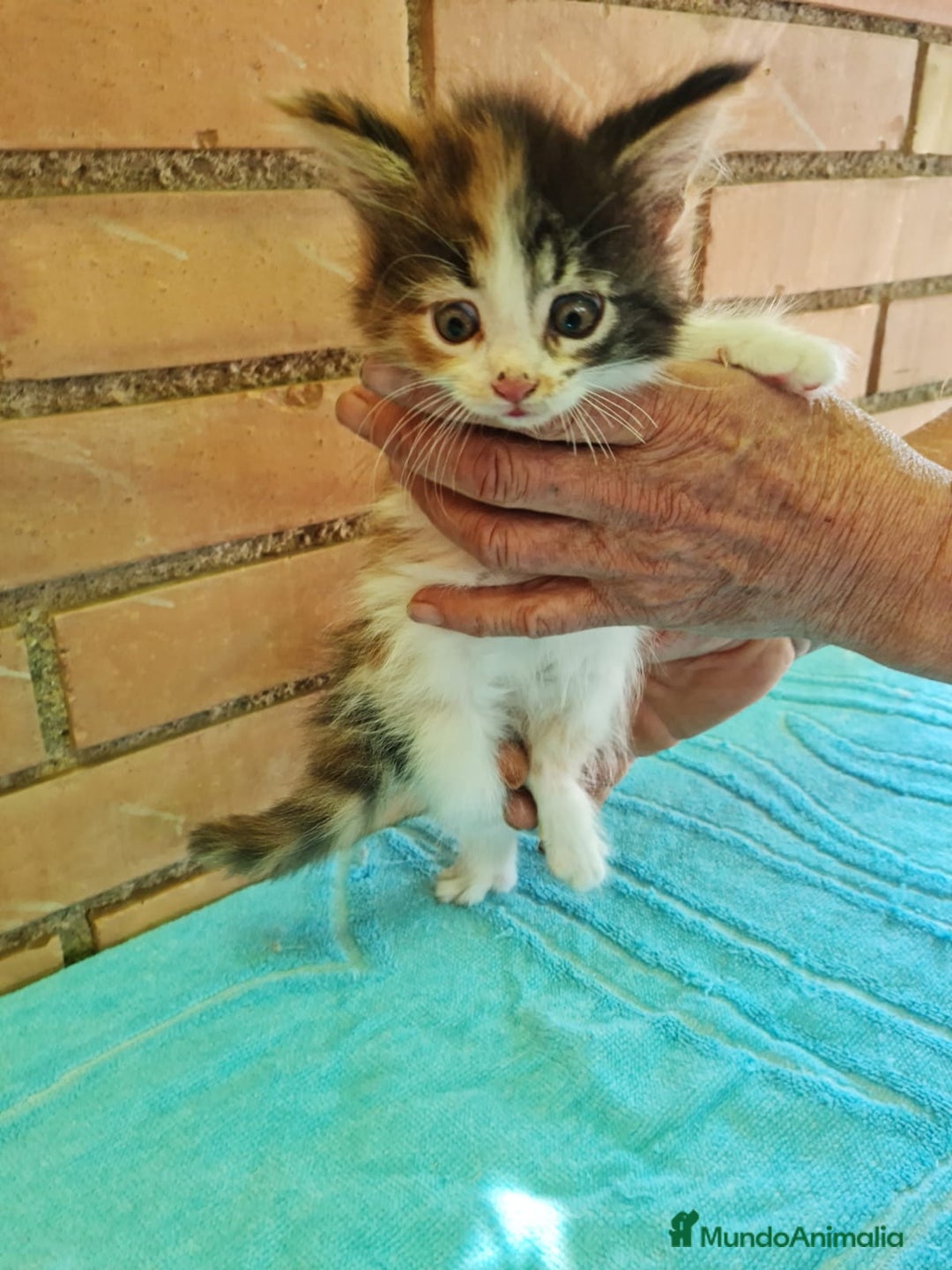 Maine Coon gatos en venta: Maine coon - Imagen 2
