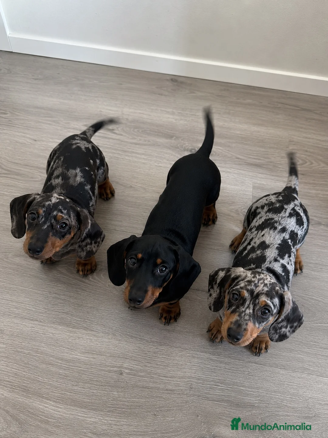 Teckel Miniatura perros en venta: Teckel disponibles–Arlequín plata y negro fuego 🐶 - Anuncio 1