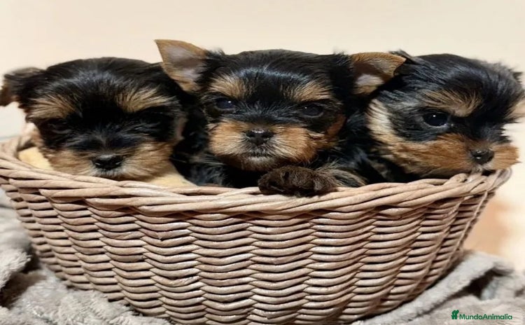 Biewer Yorkshire Terrier a la Pom Pon perros Cachorros Yorkshire y Biewer  - Anuncio 1