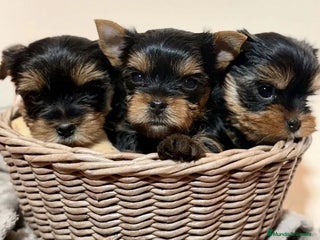 Biewer Yorkshire Terrier a la Pom Pon perros Cachorros Yorkshire y Biewer - Anuncio 1