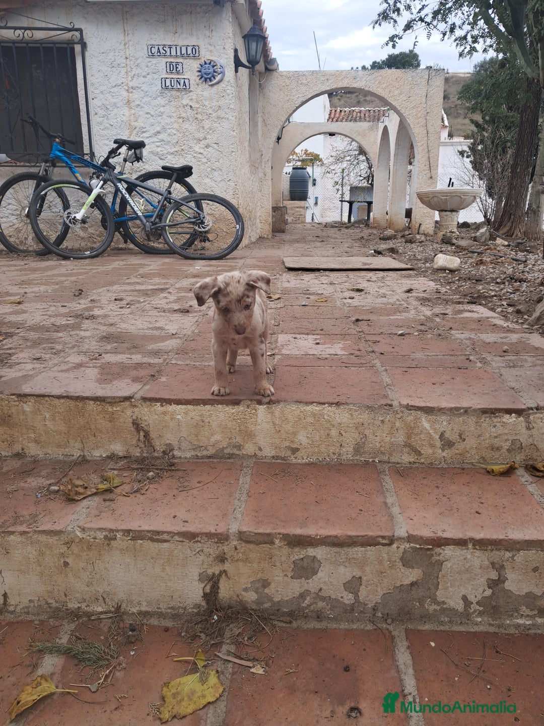 Border Collie perros en venta: Preciosos cachorros de border collie  - Anuncio 5