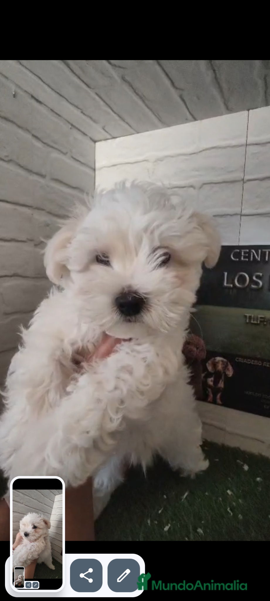 Bichón Maltés perros Bichón maltes  - Anuncio 14