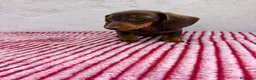 Teckel Miniatura perros en venta: Teckel Miniatura - Anuncio 4