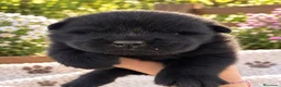 Chow Chow perros en venta: CHOW CHOW NEGRO CON MUCHO PELO  - Anuncio 5