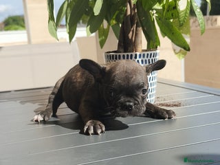 Bulldog Francés perros - Anuncio 3