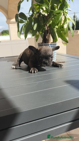 Bulldog Francés perros Atigrada bulldog Francés 🔝 - Anuncio 3