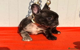 Bulldog Francés perros en venta: entra en nuestra web milcachorros.es - Imagen 5