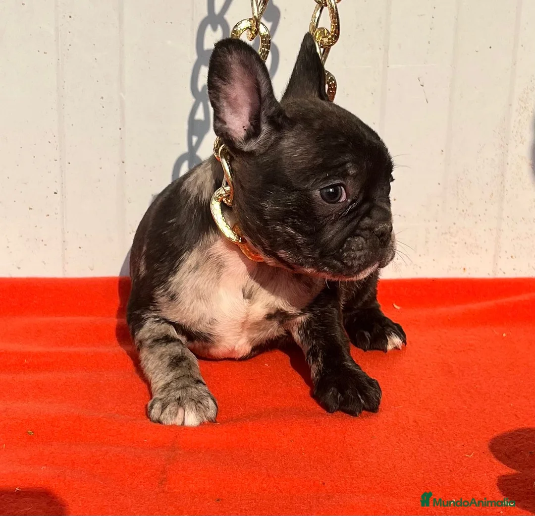 Bulldog Francés perros en venta: entra en nuestra web milcachorros.es - Anuncio 5