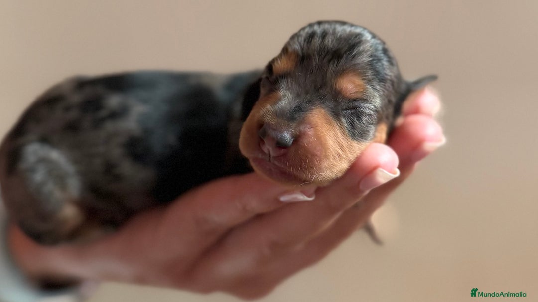 Teckel perros en venta: Teckel  Arlequín miniatura HEMBRA en Valencia - Imagen 1
