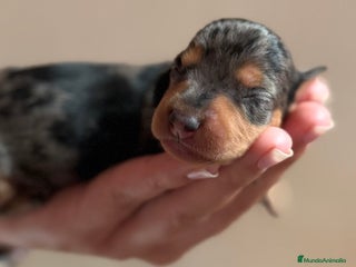 Teckel perros en Valencia - Anuncio 21