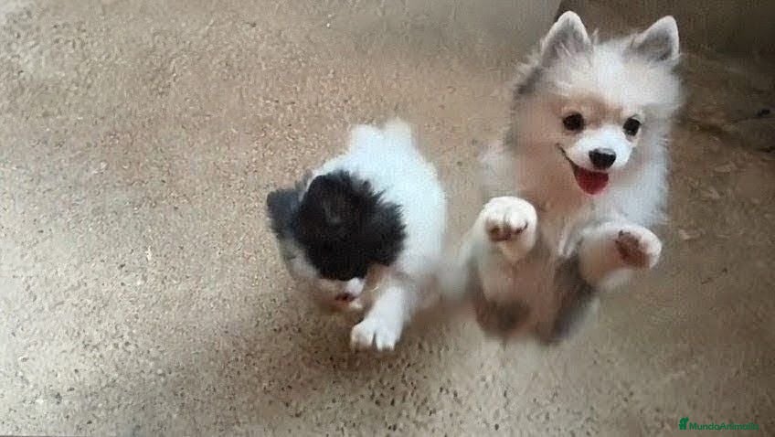 Pomerania perros POMERANIAS MACHITOS PRECIOSOS  - Anuncio 21