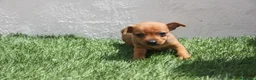 Raza Mixta perros en venta: Minijack - Anuncio 27