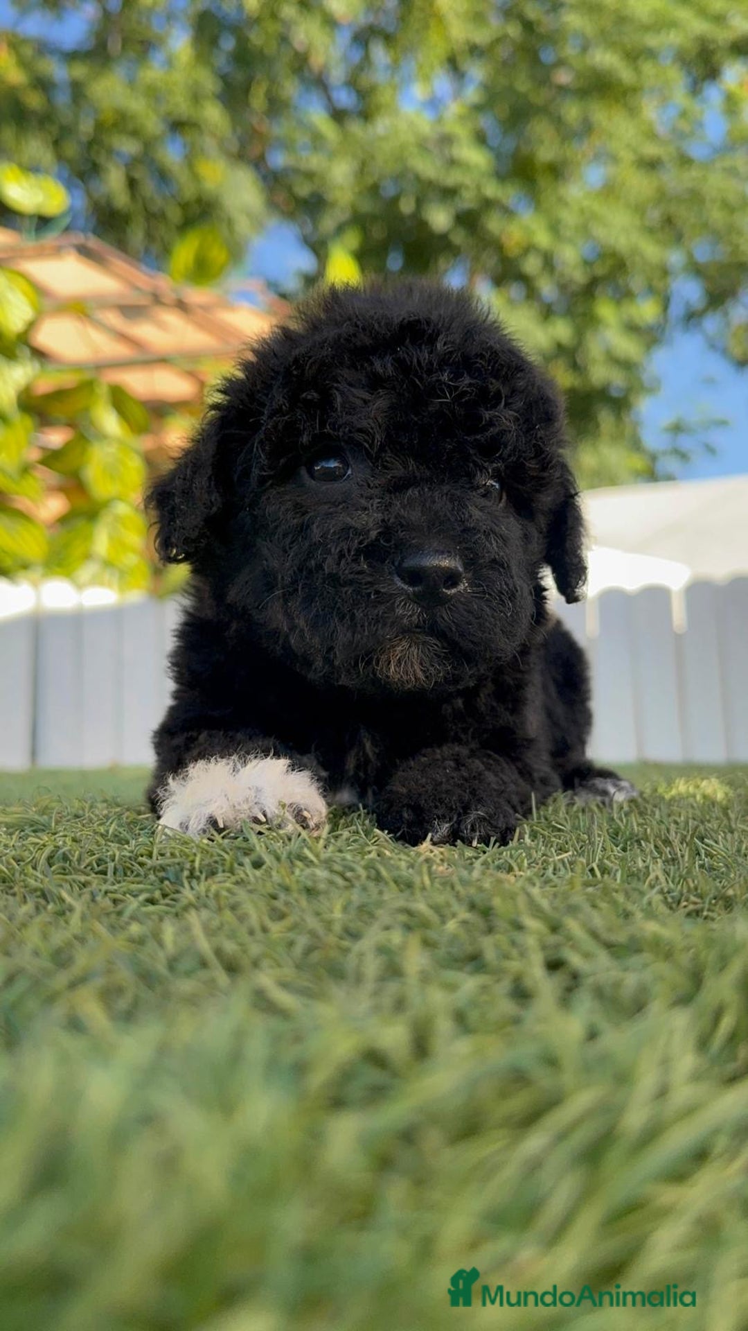 Perro de Agua Español perros en venta: PERRO DE AGUA HEMBRA - Imagen 19