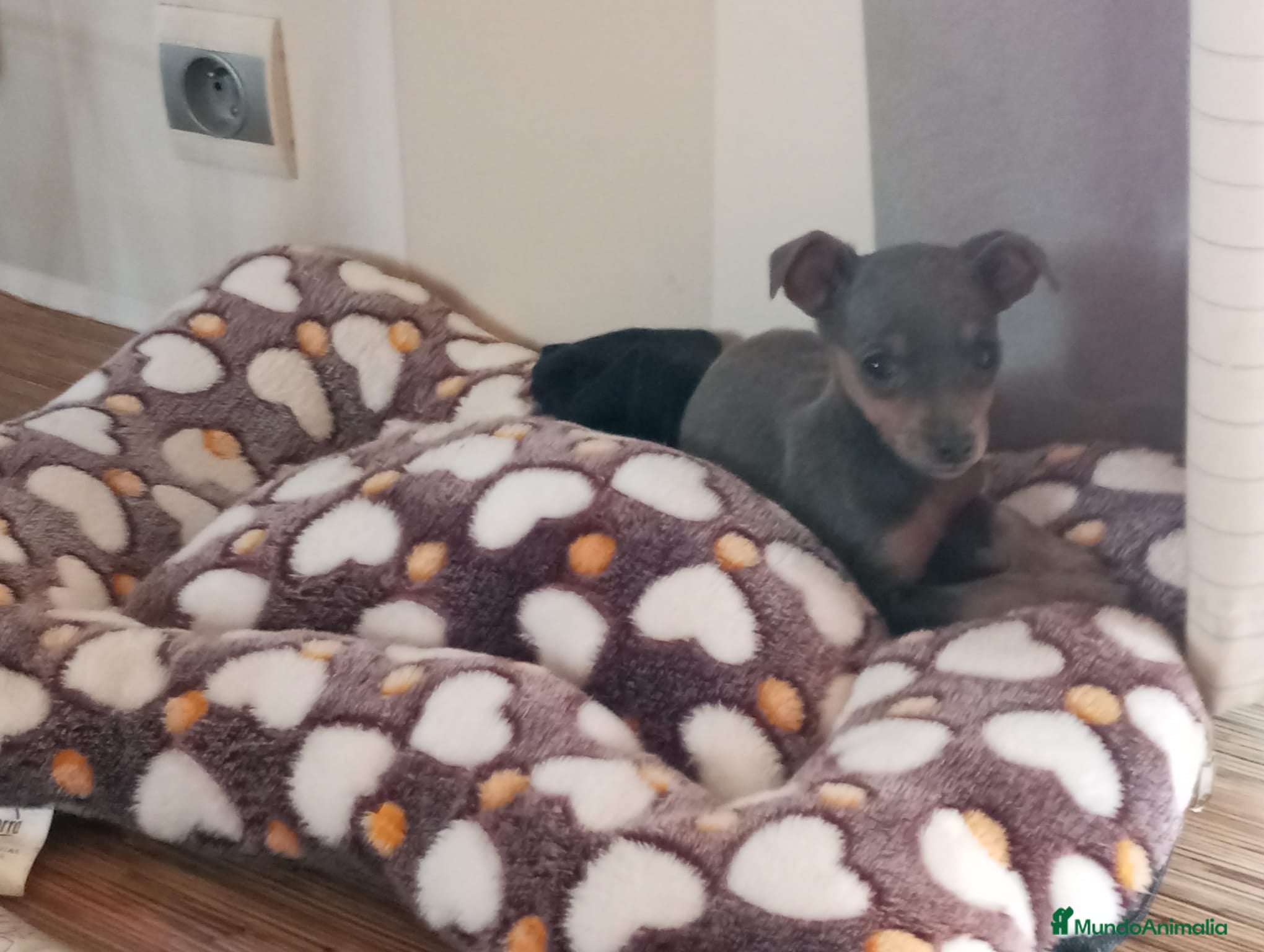 Pinscher Miniatura perros Pinscher miniatura - Anuncio 2