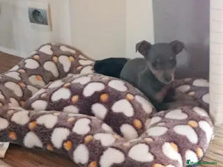 Pinscher Miniatura perros Pinscher miniatura - Anuncio 9