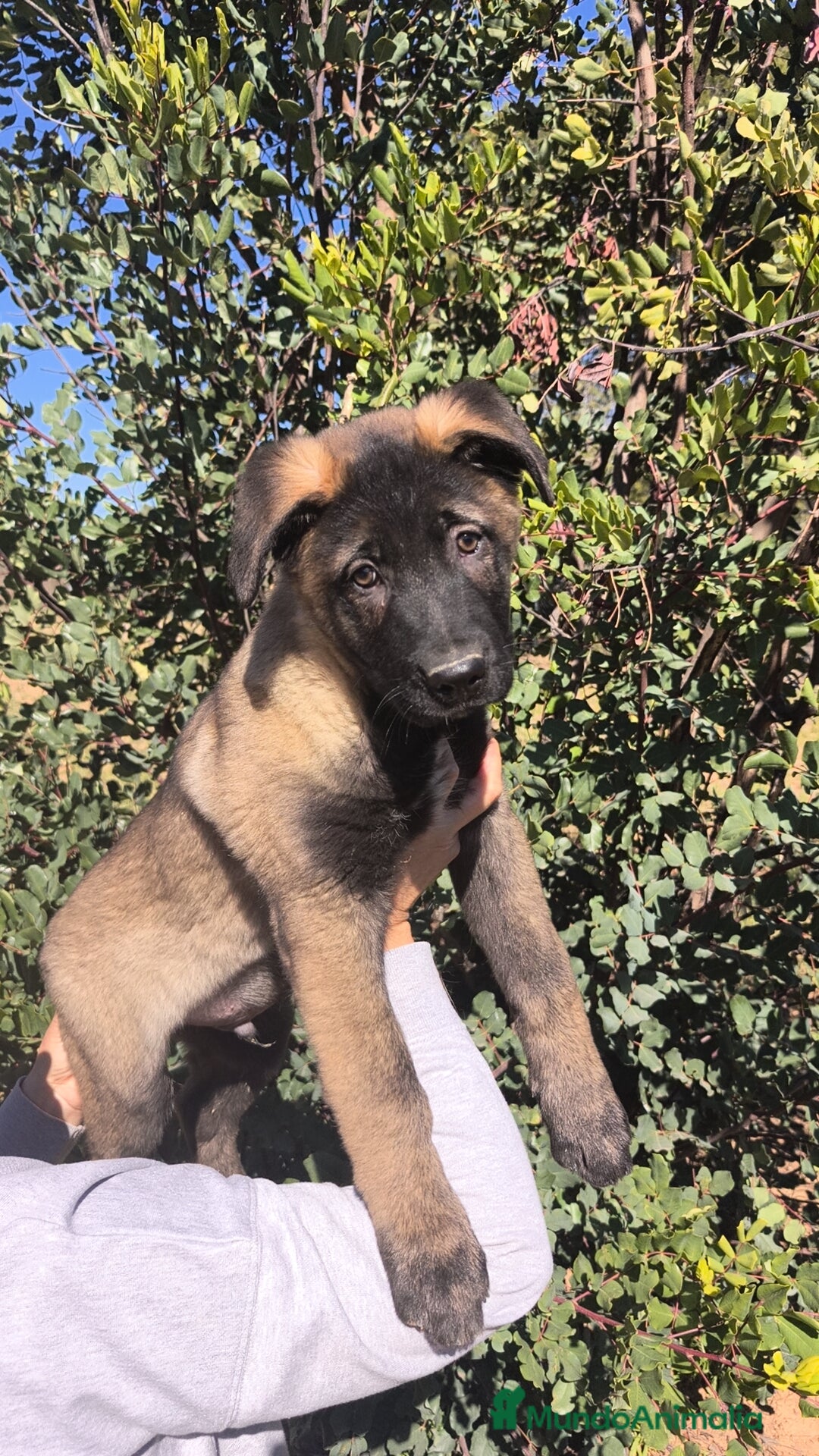 Pastor del Cáucaso perros Pastor del Cáucaso  - Anuncio 1