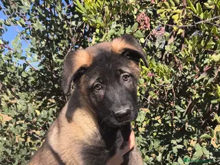 Pastor del Cáucaso perros Pastor del Cáucaso - Anuncio 1