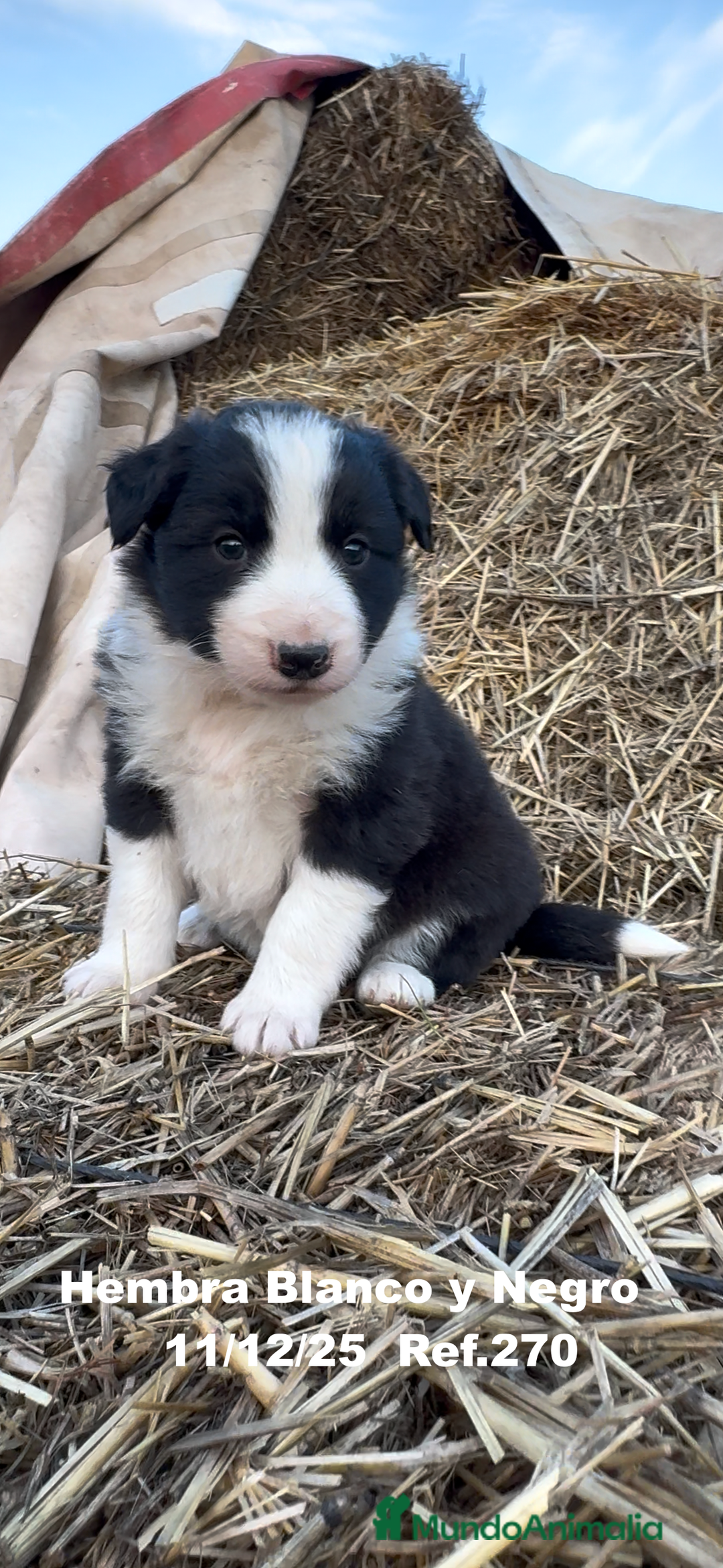 Border Collie perros en venta: Border Collie - Anuncio 9