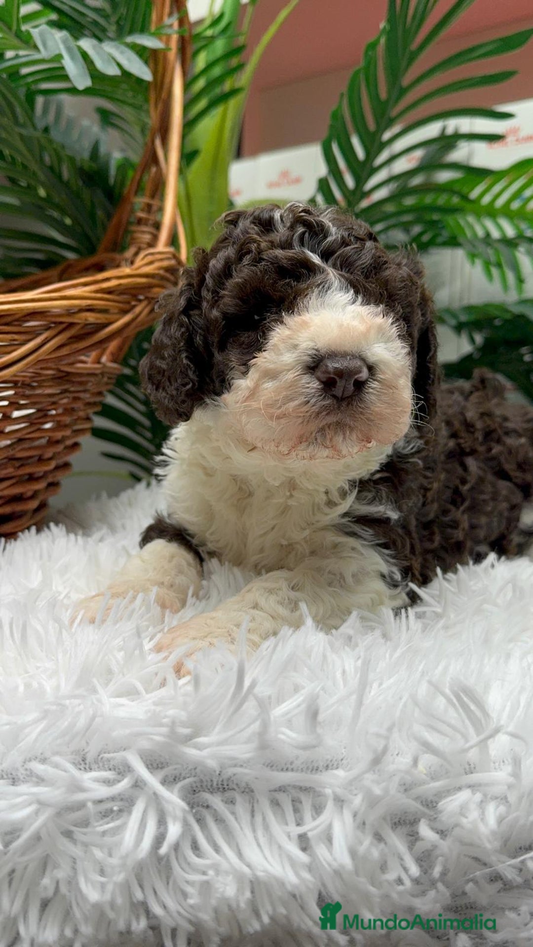 Perro de Agua Español perros en venta: PERRO DE AGUA ESPAÑOL MACHO - Anuncio 6