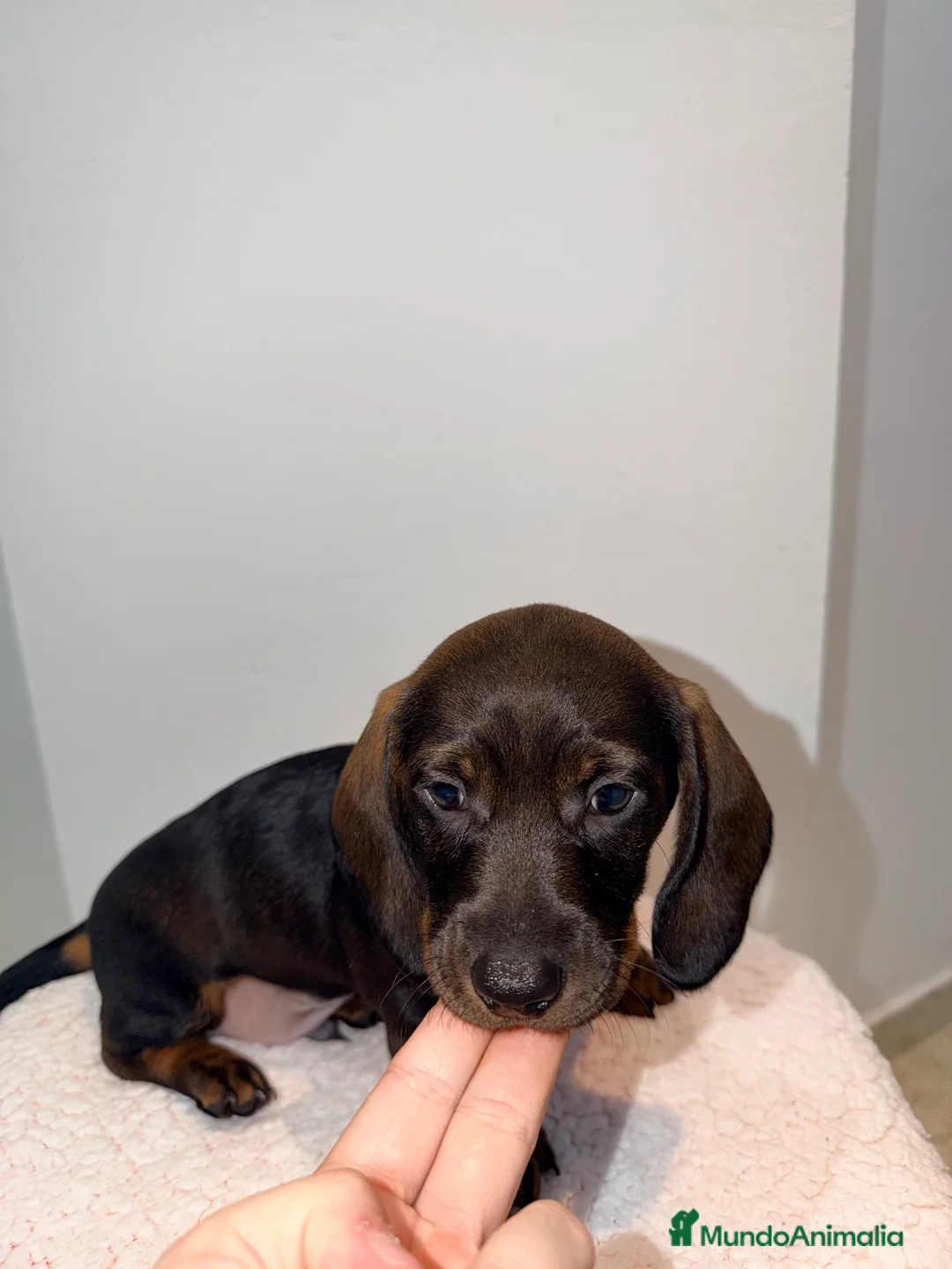 Teckel Miniatura perros en venta: Teckel negro fuego venado  - Anuncio 7