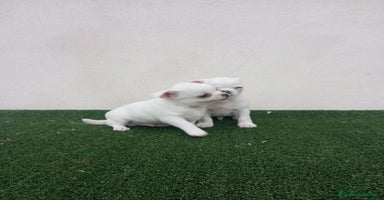 Chihuahua perros - Anuncio 12