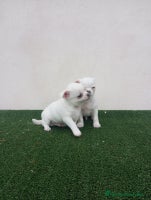 Chihuahua perros CHIHUAHUAS TOYS CABEZA MANZANA - Anuncio 10