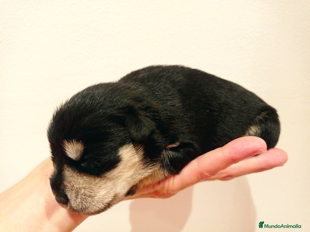 Schnauzer Miniatura perros en venta: Espectacular schnauzer miniatura negro plata  - Anuncio 6