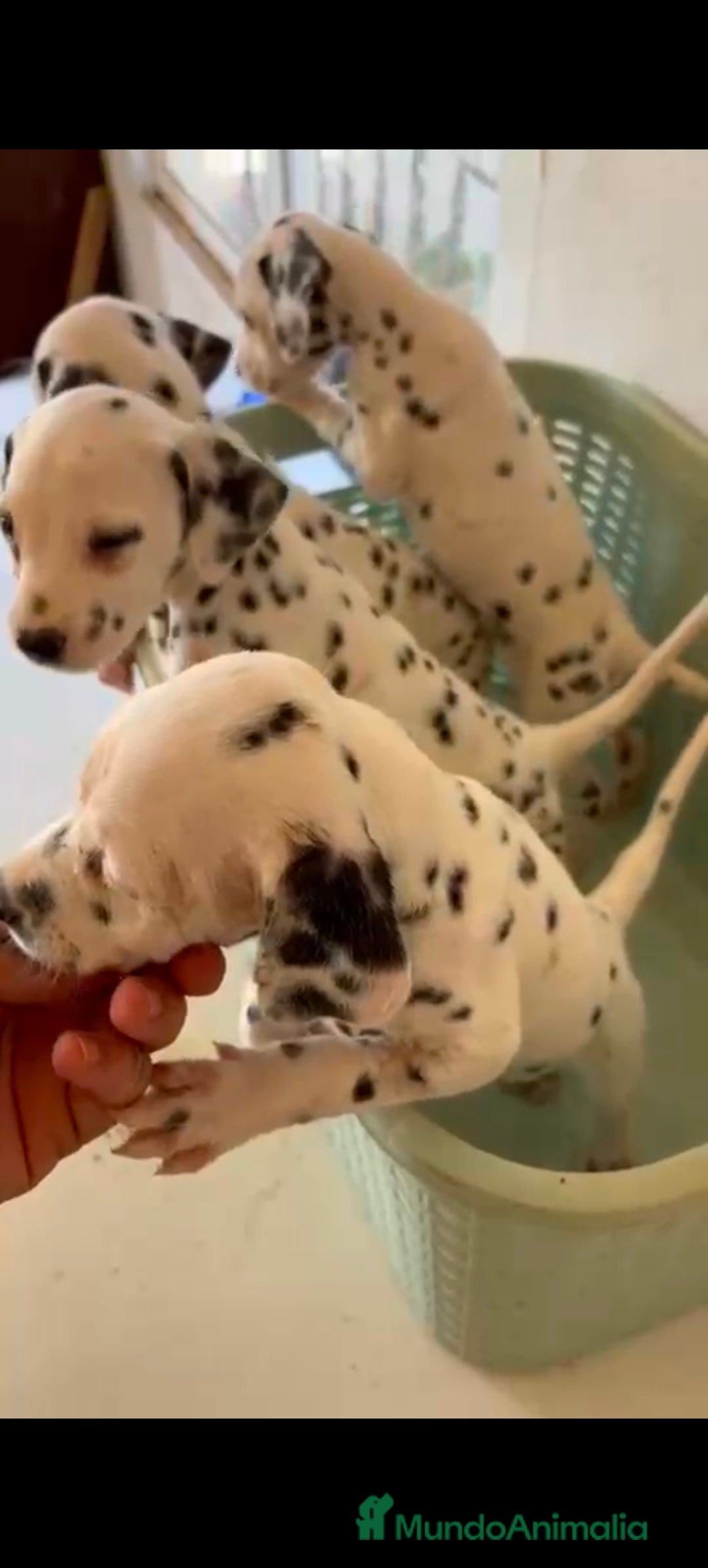 Dálmata perros Dalmata  - Anuncio 5