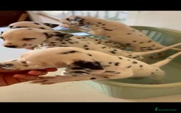 Dálmata perros en venta: Dalmata  - Imagen 1