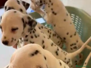 Dálmata perros Dalmata - Anuncio 1