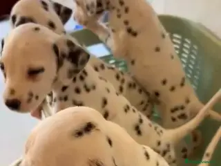 Dálmata perros Dalmata - Anuncio 2