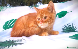 Británico de Pelo Corto gatos en venta: Gatito british shorthair color red tabby. - Imagen 2