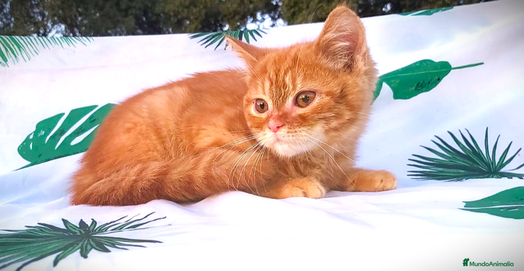 Británico de Pelo Corto gatos en venta: Gatito british shorthair color red tabby. - Imagen 2