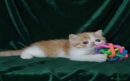 Exótico de Pelo Corto gatos en venta: 🐯 EXOTIC SHORTHAIR RED TABBY & WHITE - Imagen 11