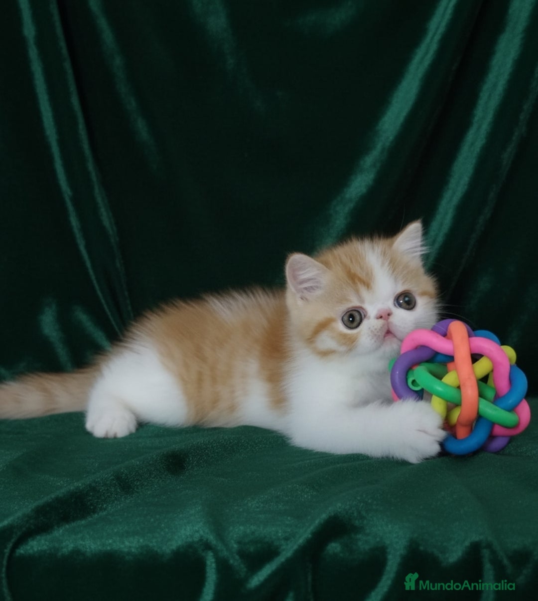 Exótico de Pelo Corto gatos en venta: 🐯 EXOTIC SHORTHAIR RED TABBY & WHITE - Imagen 11