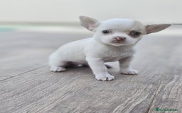 Chihuahua perros en venta: CHIHUAHUA HEMBRA - Imagen 8