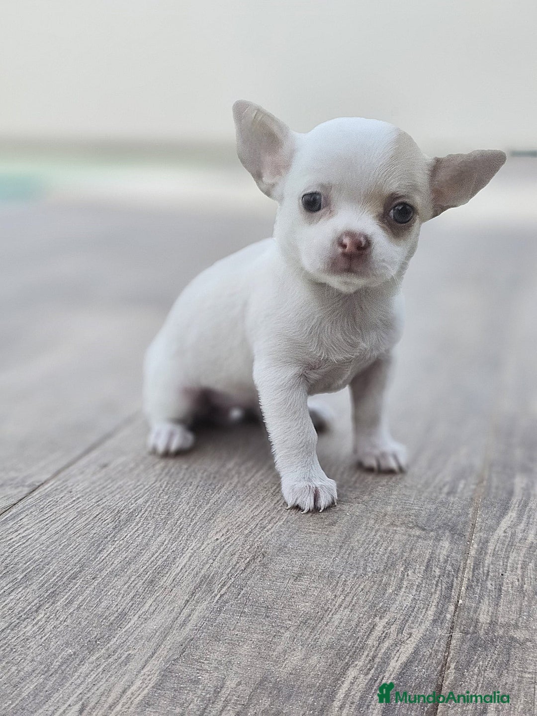 Chihuahua perros en venta: CHIHUAHUA HEMBRA - Imagen 8