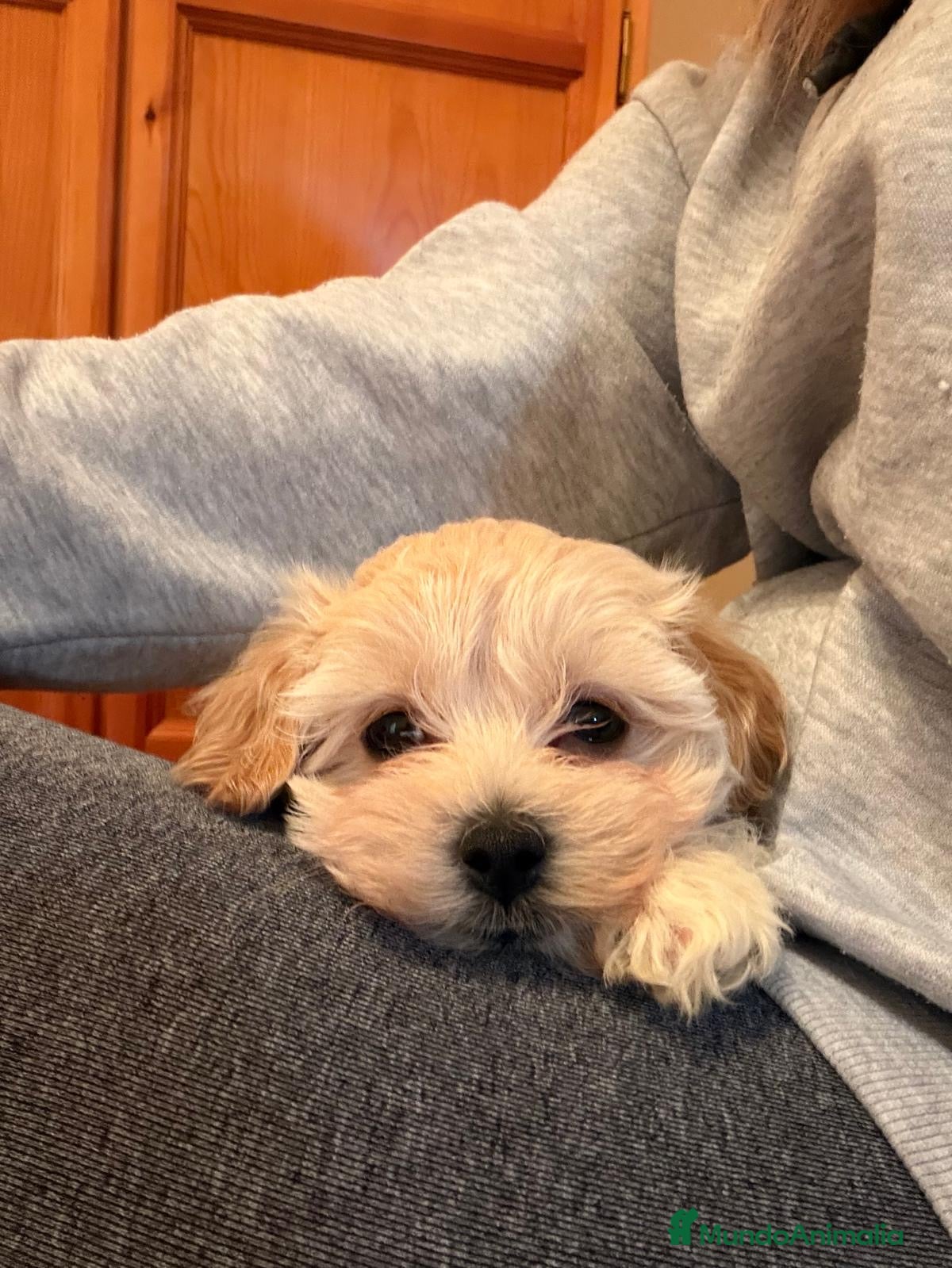 Caniche Toy perros Excelente camada de caniche toy color champang - Anuncio 10