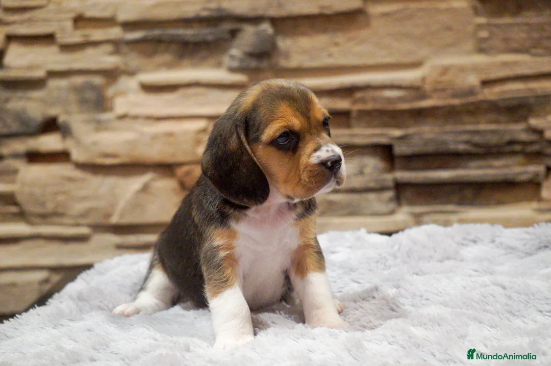 Imagen de galería {{count}}