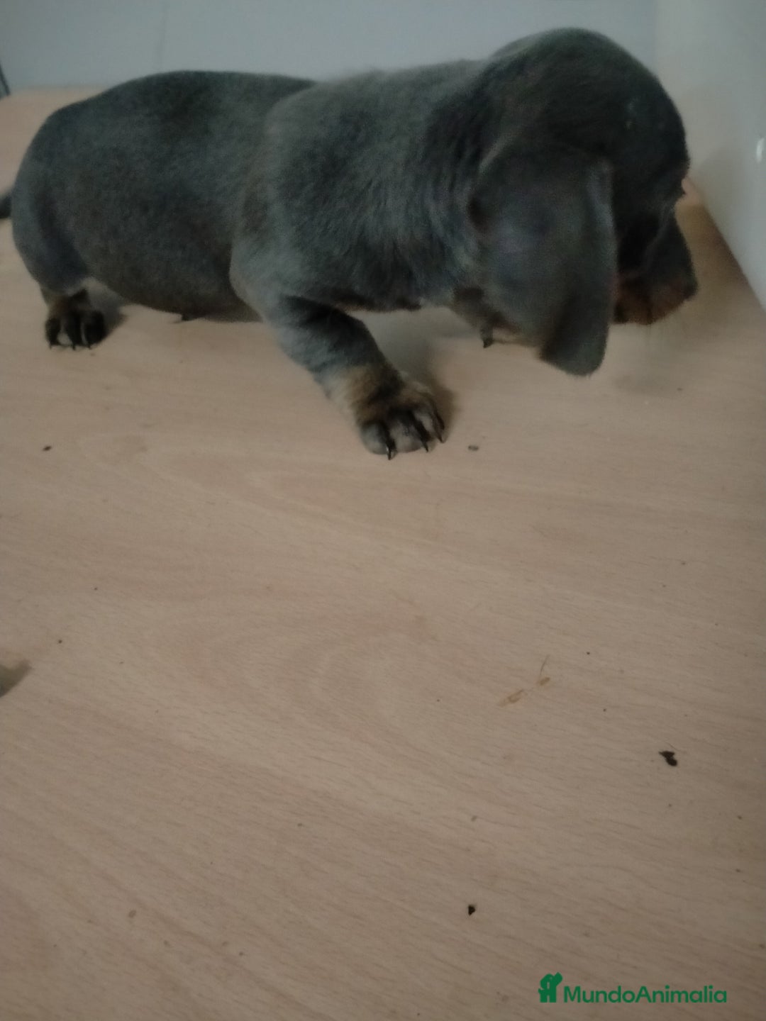 Teckel Miniatura perros en venta: Machito de teckel blue  - Anuncio 3