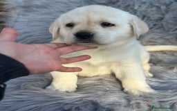 Labrador Retriever perros en venta: Labrafor amarillo  - Anuncio 2