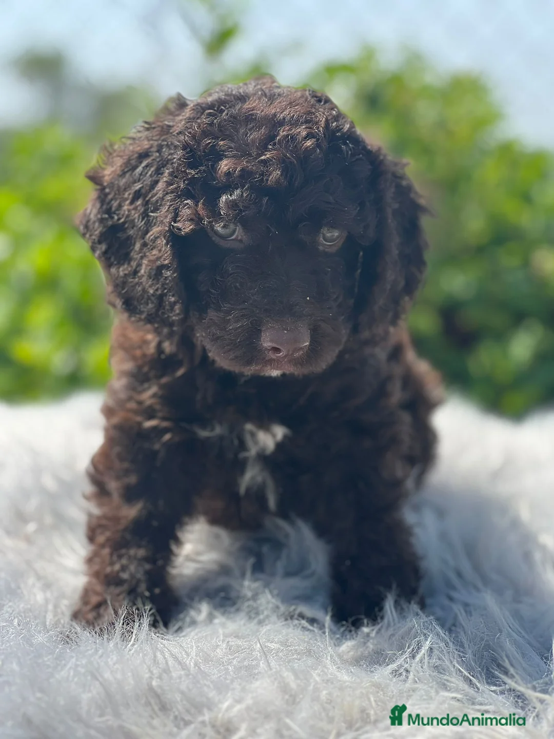 Perro de Agua Español perros en venta: Perro de agua - Anuncio 4