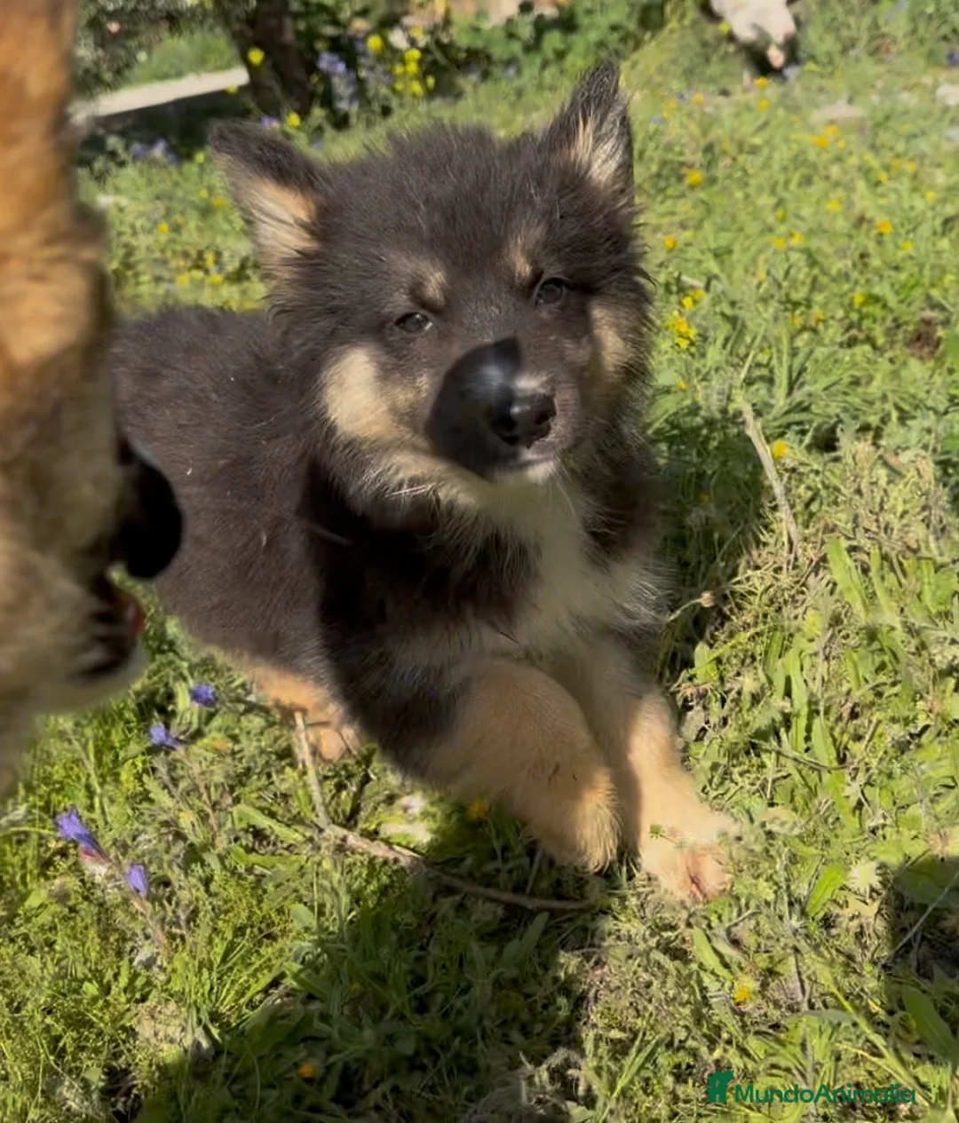 Raza Mixta perros en venta: Husky x border collie  - Anuncio 3