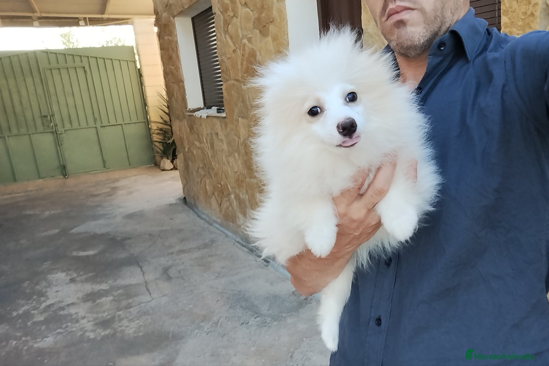 Pomerania perros en venta: Pomerania  - Imagen 3