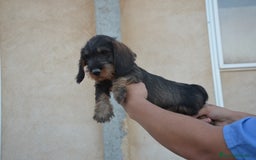 Teckel perros en venta: Teckel standard pelo duro  en Zamora - Imagen 3